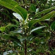 Melicope borbonica .catafaye .petit bois de catafaye .rutaceae.endémique Réunion. (1).jpeg